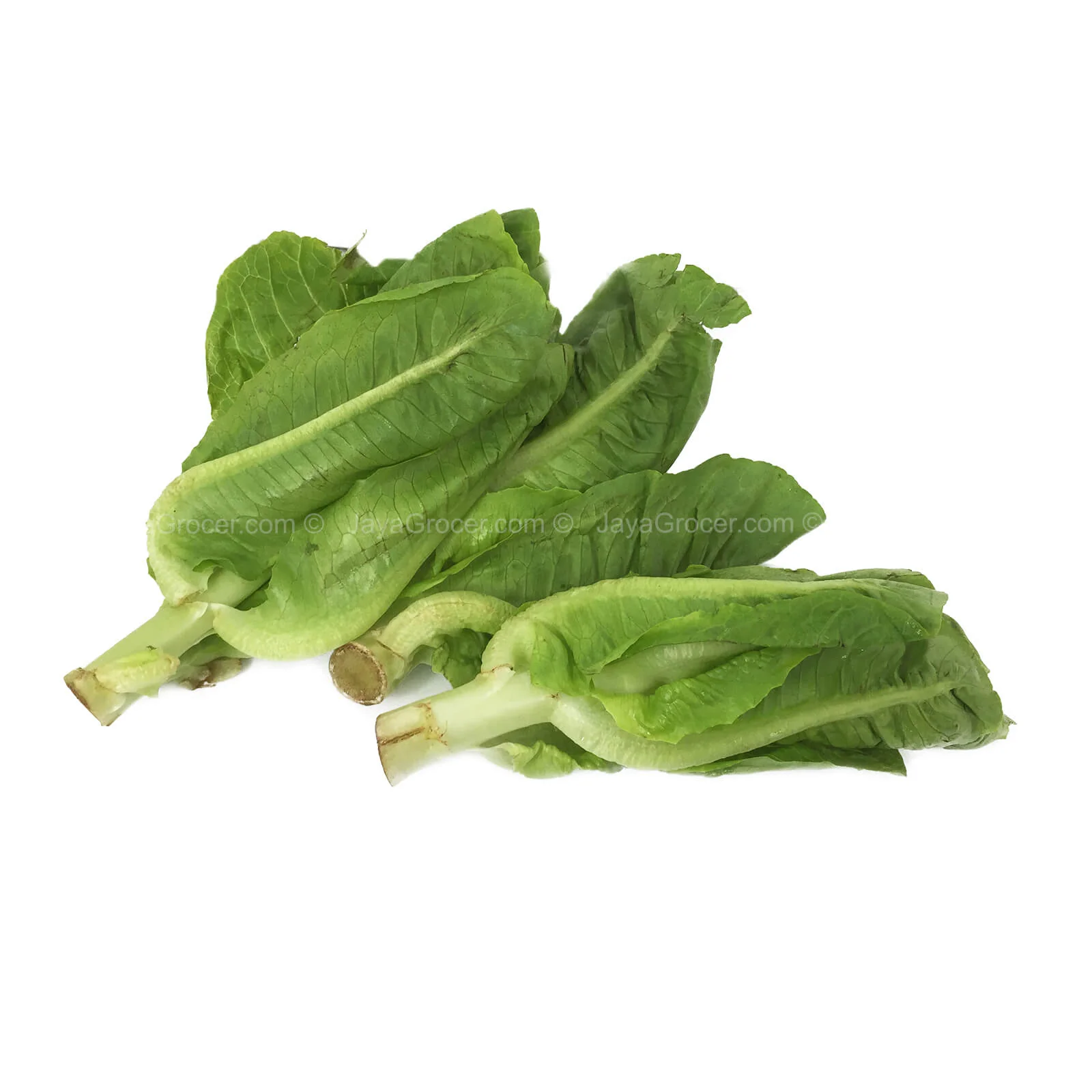 Summer Harvest Bambi Lettuce (Malaysia) 200g - Image 2