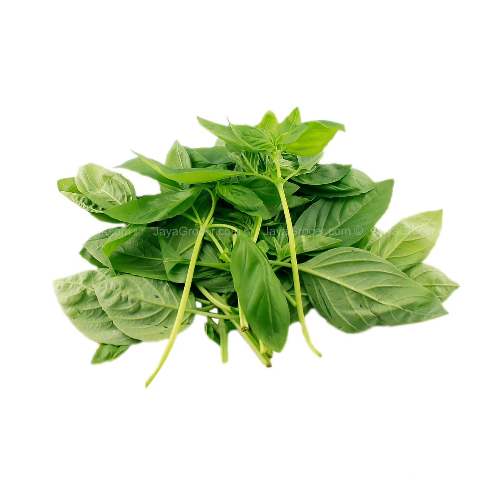 Cameron Garden Basil (Malaysia) 50g - Image 2