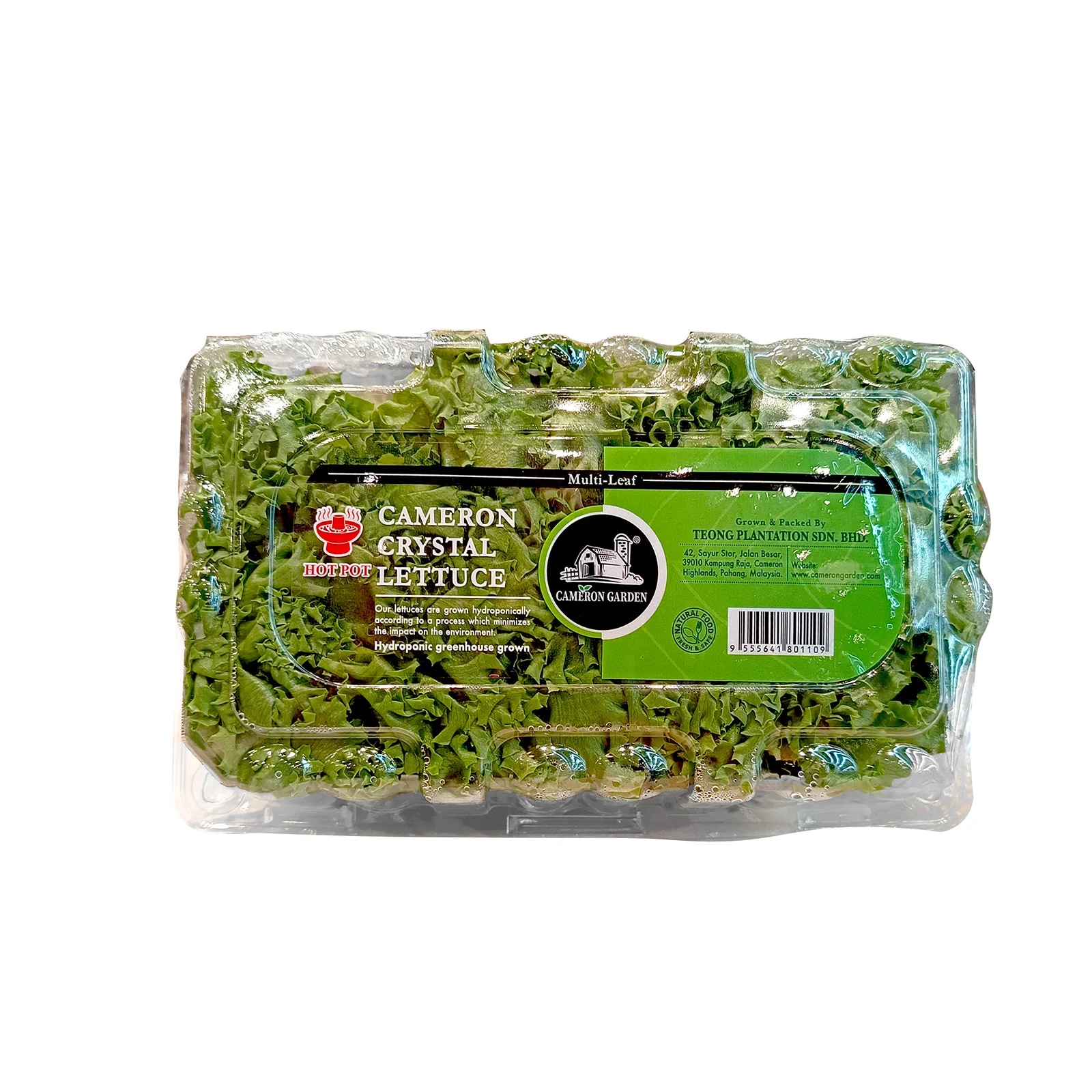Cameron Garden Hotpot Crystal Lettuce (Malaysia) 250g - Image 2