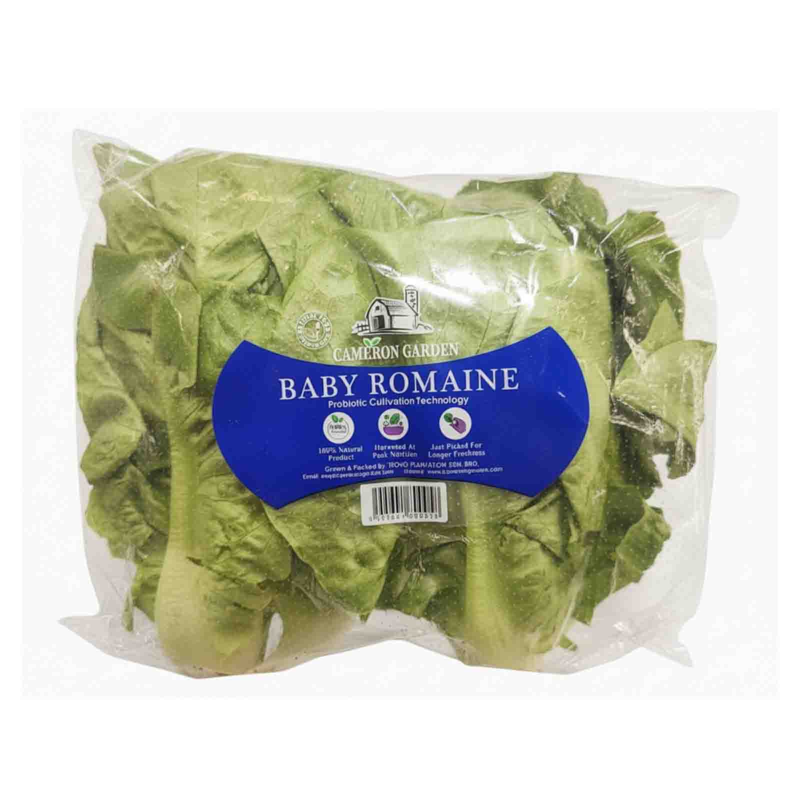 Cameron Garden Lettuce Baby Romaine (Malaysia) 200g - Image 2