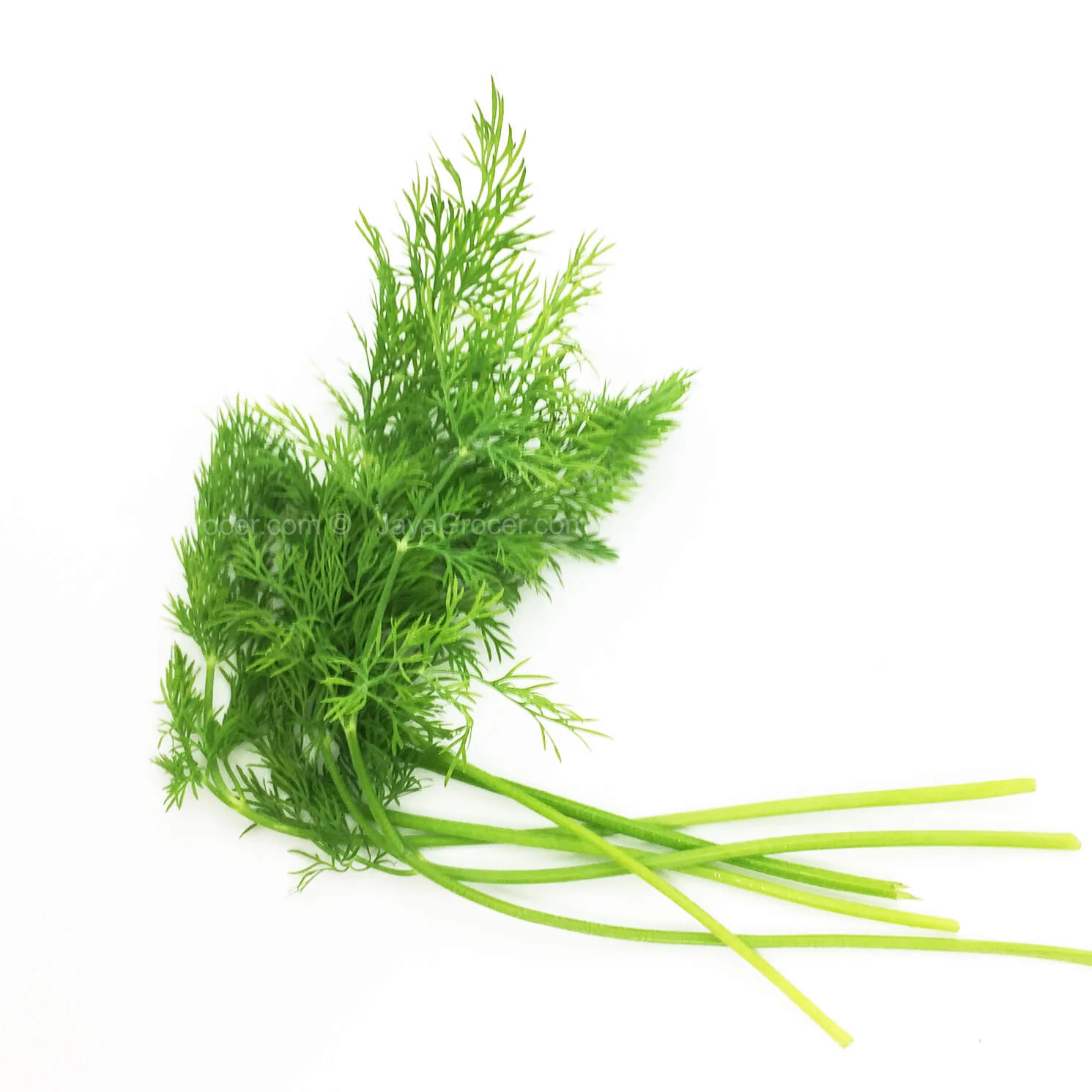 Genting Garden Dill Leaves 10g - Image 2