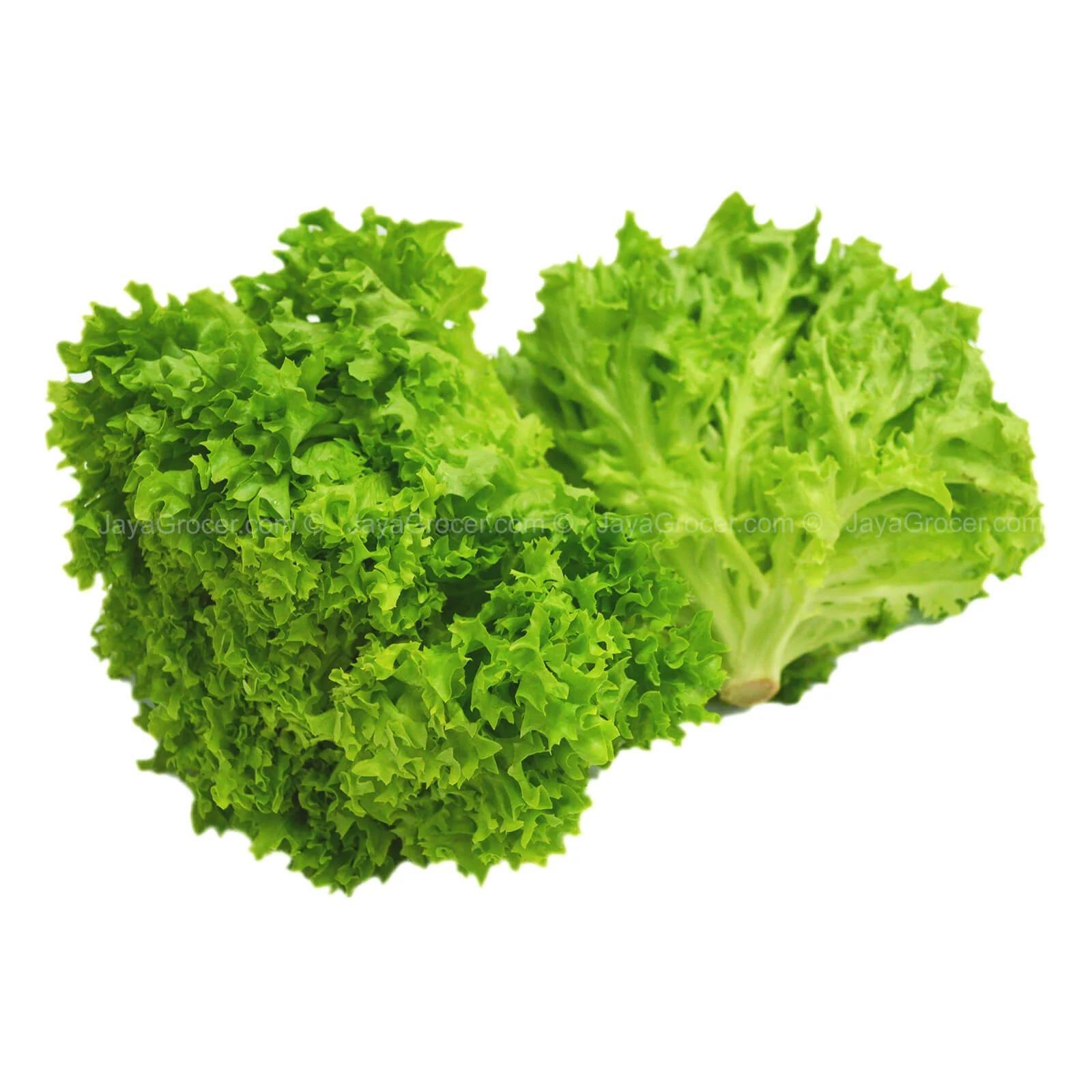Genting Garden Green Coral Lettuce (Lollo Bionda) 170g - Image 2