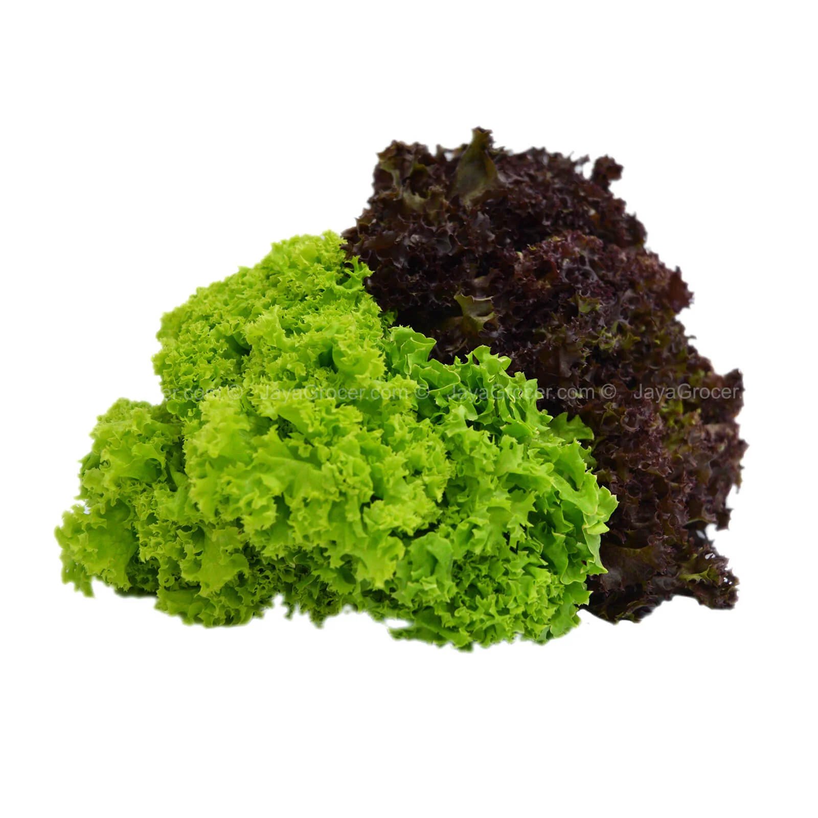 Genting Garden Mixed Coral Lettuce 1pack - Image 2