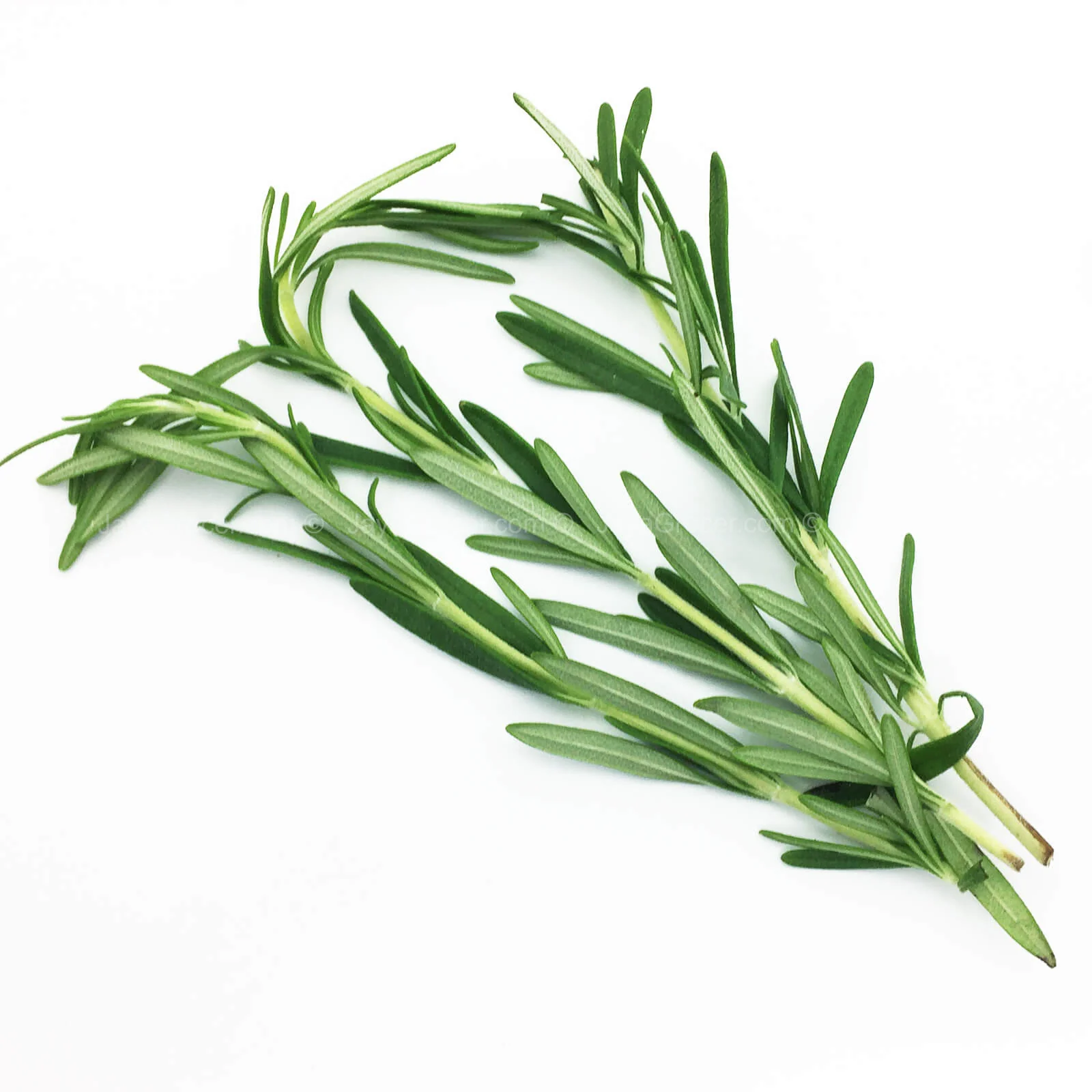 Genting Garden Rosemary Leaves (MYS) 10g