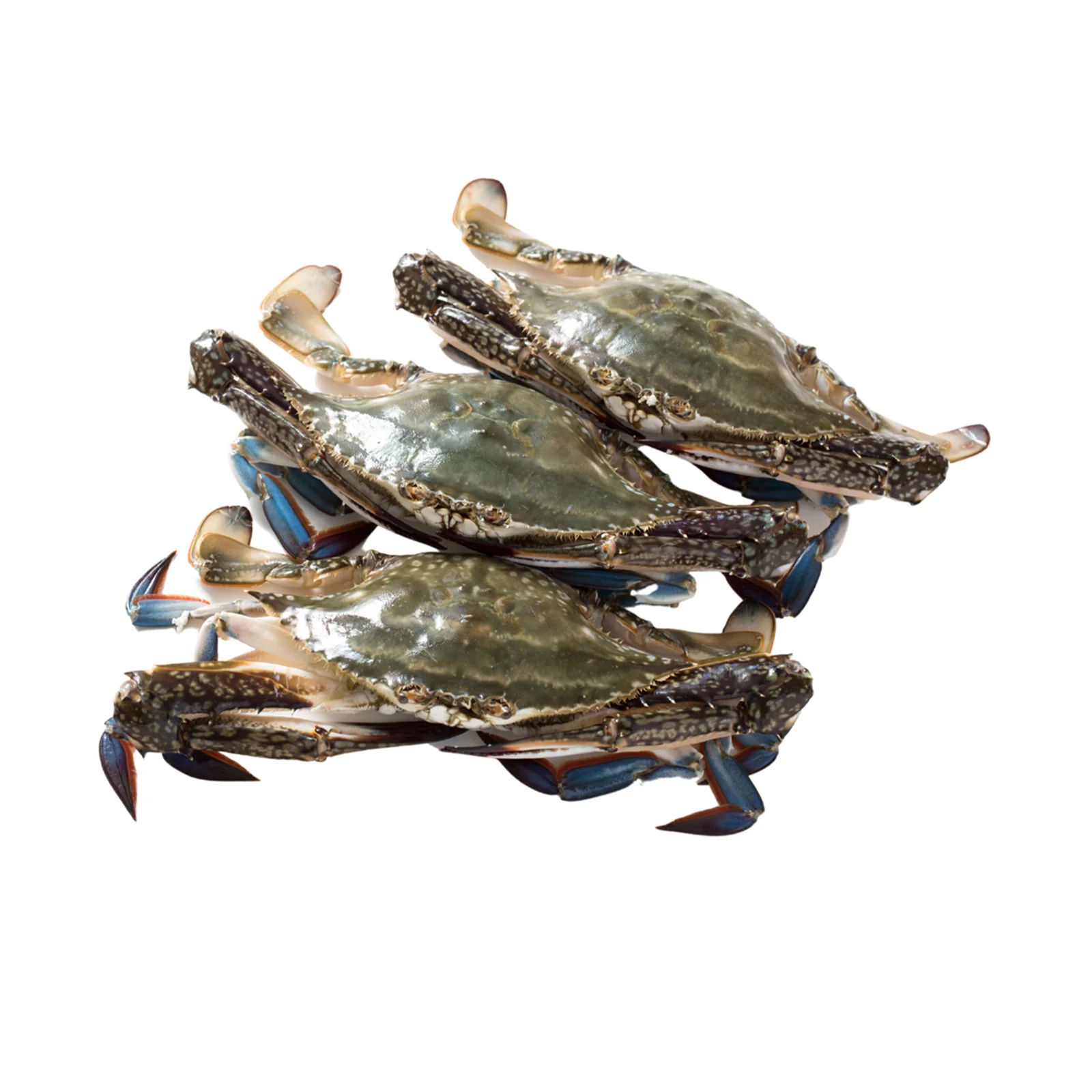 Frozen Flower Crab (Ketam Bunga) 500g - Image 2