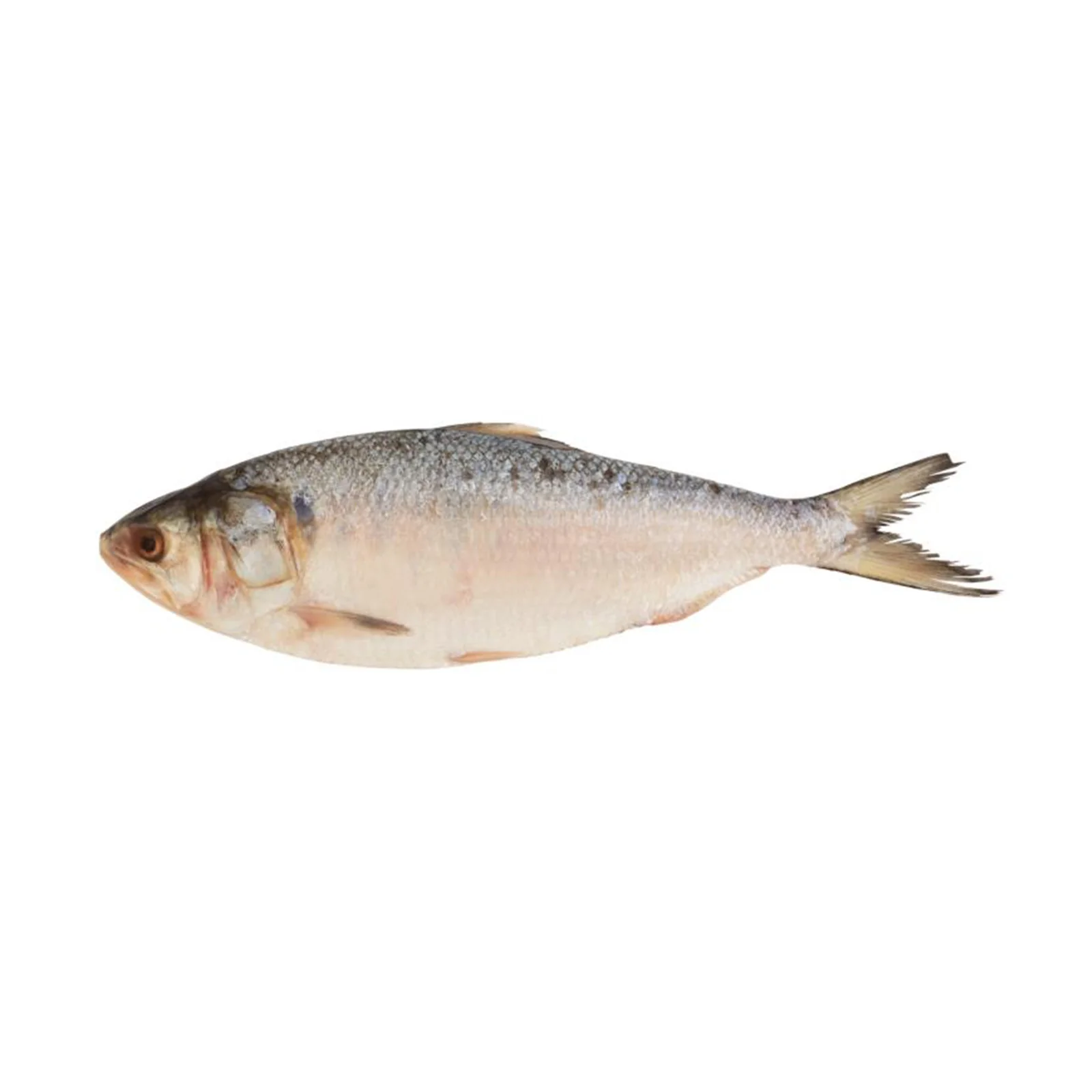 Frozen Terubok 400g - Image 2