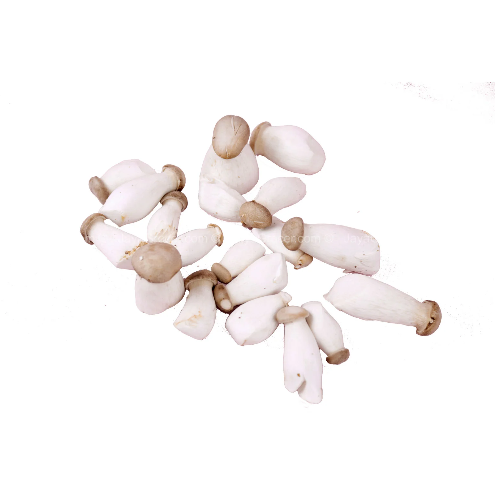 Korea Mini King Oyster Mushroom (Korea) 300g - Image 2