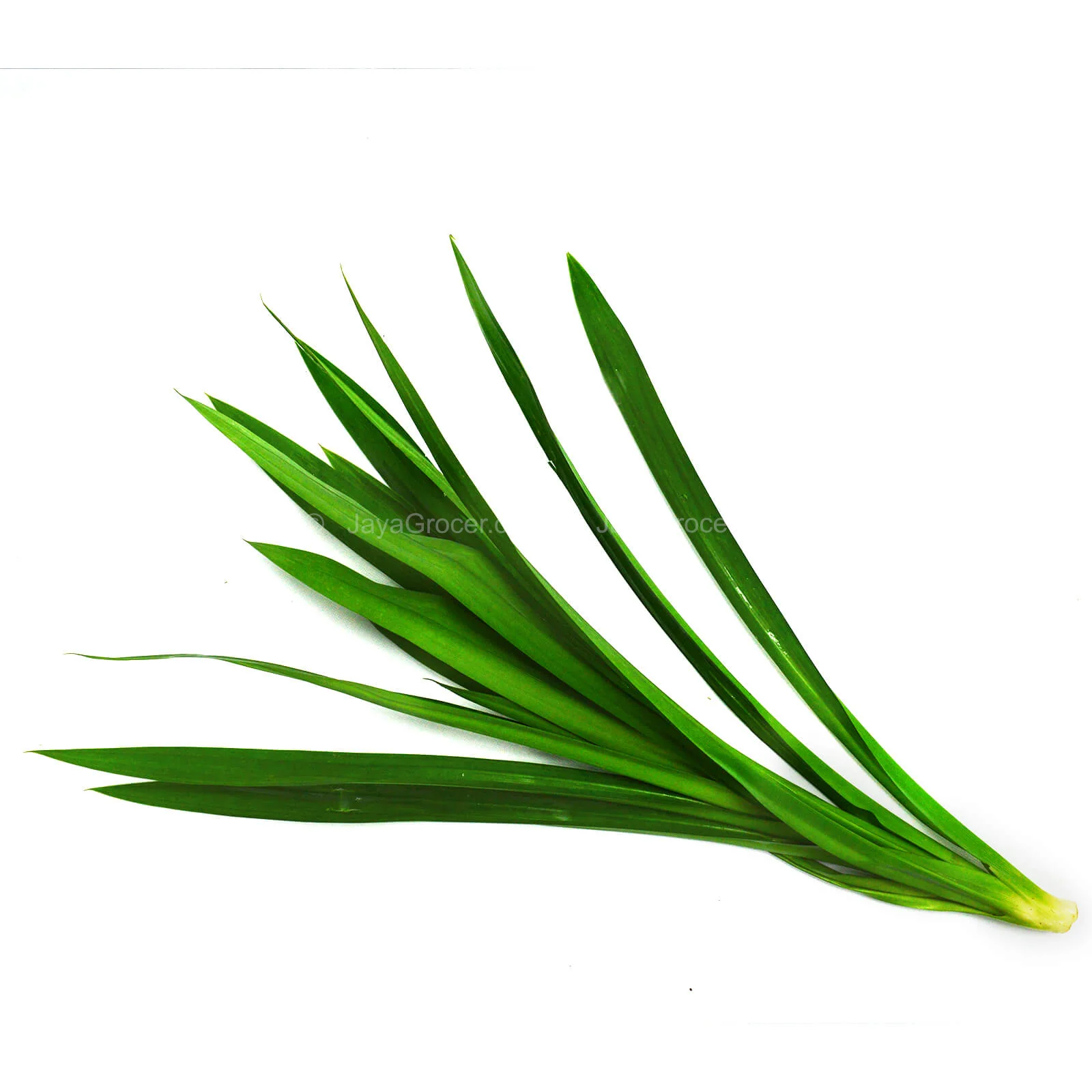 Pandan Leaf (Daun Pandan) (Malaysia) 100g - Image 2
