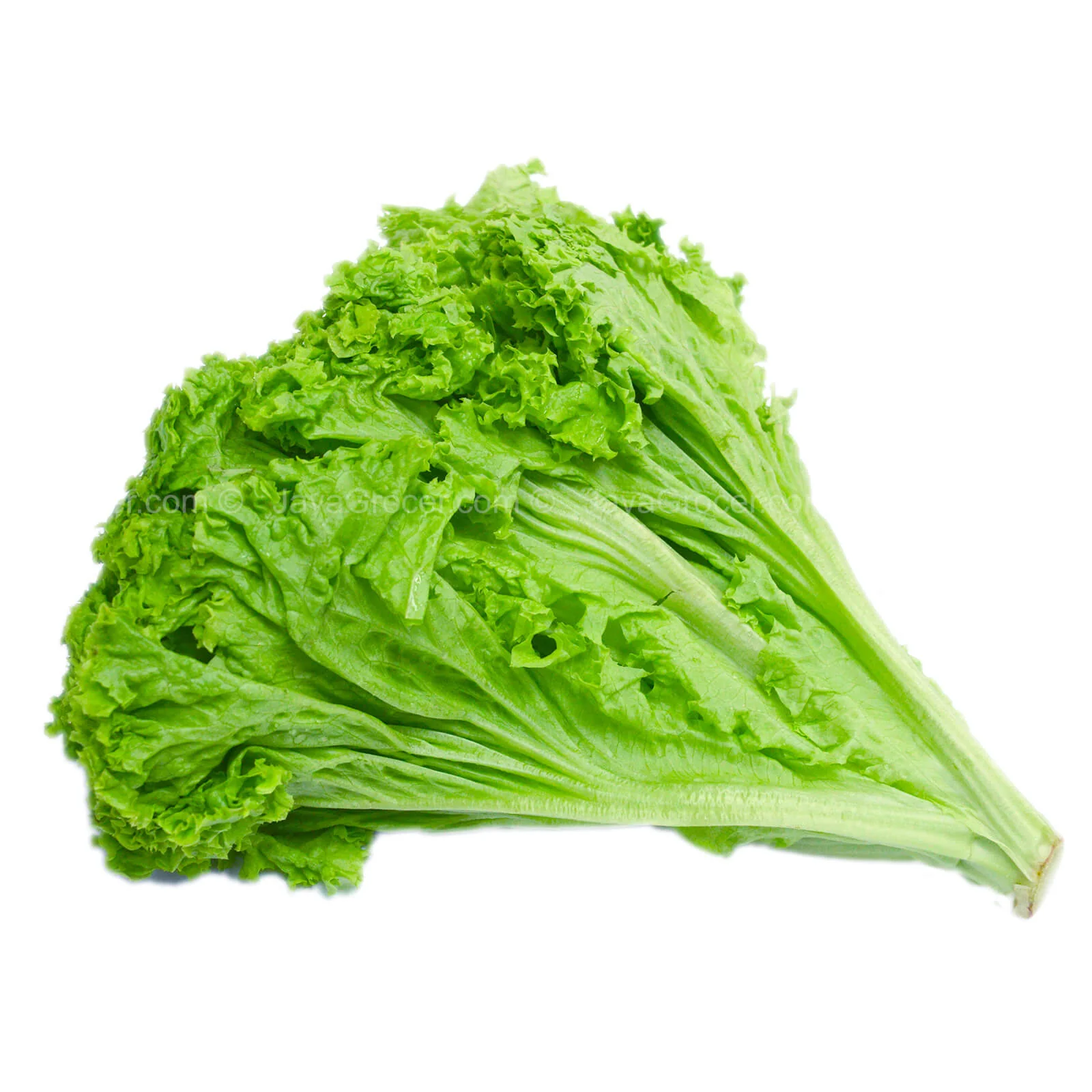 Paprika Farm Lettuce Lollo Bionda 120g - Image 2